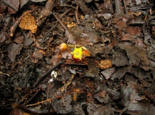 Afrothismia winkleri (Thismiaceae) – Mount Kupe, Cameroon. Photo by Vincent Merckx