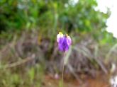 Burmannia bicolor (Burmanniaceae) – Guyana. Photo by Vincent Merckx