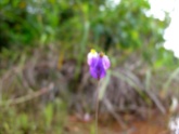 Burmannia bicolor (Burmanniaceae) – Guyana. Photo by Vincent Merckx