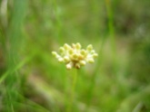 Burmannia capitata (Burmanniaceae) – French Guiana. Photo by Vincent Merckx