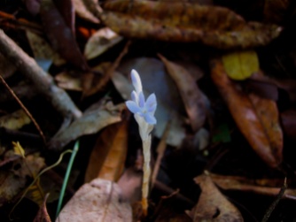 Campylosiphon purpurascens (Burmanniaceae) – Savane-Roche Virginia, French Guiana. Photo by Vincent Merckx