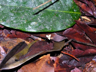 Hexapterella gentianoides (Burmanniaceae) – Guyana. Photo by Vincent Merckx