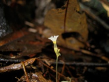 Gymnosiphon aff. bekensis (Burmanniaceae) – Cameroon. Photo by Vincent Merckx