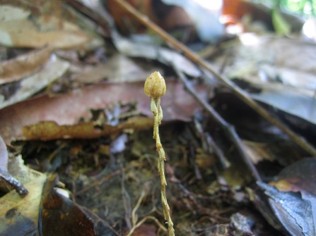 Gymnosiphon capitatus (Burmanniaceae) – Savane-Roche Virginie, French Guiana. Photo by Vincent Merckx
