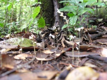 Gymnosiphon aff. divaricatus (Burmanniaceae) – French Guiana. Photo by Vincent Merckx