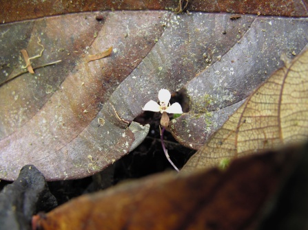 Hexapterella gentianoides (Burmanniaceae) – Iwokrama Forest, Guyana. Photo by Vincent Merckx