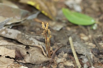 Epirixanthes cylindrica (Polygalaceae) – Kinabatangan, Malaysia. Photo by Vincent Merckx