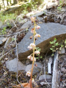 Pyrola aphylla (Ericaceae) – Umpqua forest, Oregon, USA. Photo by Vincent Merckx