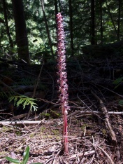 Allotropa virgata (Ericaceae) – Umpqua forest, Oregon, USA. Photo by Vincent Merckx