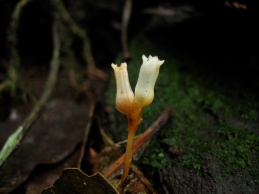 Burmannia hexaptera (Burmanniaceae) – Mount Kupe, Cameroon. French Guiana. Photo by Vincent Merckx