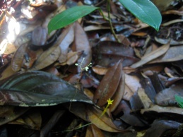 Dictyostega orobanchoides (Burmanniaceae) and Voyria aphylla (Gentianaceae) – Savane Roche Virginie, French Guiana. Photo by Vincent Merckx