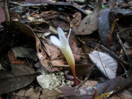 Voyria clavata (Gentianaceae) – French Guiana. Photo by Vincent Merckx
