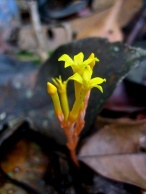 Voyria aurantiaca (Gentianaceae) – French Guiana. Photo by Vincent Merckx