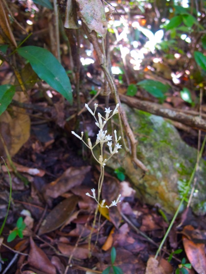 Voyria parasitica (Gentianaceae) – Las Terrazas, Cuba. Photo by Vincent Merckx
