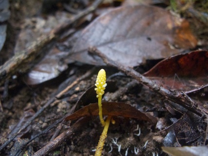 Epirixanthes sp. (Polygalaceae) – Mount Kinabalu, Malaysia. Photo by Vincent Merckx