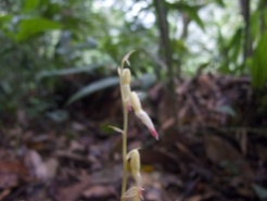 Stereosandra javanica (Orhidaceae) – Mount Kinabalu, Malaysia. Photo by Vincent Merckx