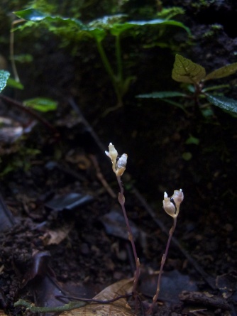 Gymnosiphon aphyllus (Burmanniaceae) – Mount Kinabalu, Malaysia. Photo by Vincent Merckx