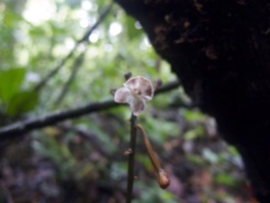 Didymoplexiella kinabaluensis (Orchidaceae) – Mount Kinabalu, Malaysia. Photo by Vincent Merckx