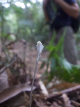 Burmannia lutescens (Burmanniaceae) – Mount Kinabalu, Malaysia. Photo by Vincent Merckx