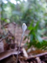 Burmannia lutescens (Burmanniaceae) – Mount Kinabalu, Malaysia. Photo by Vincent Merckx