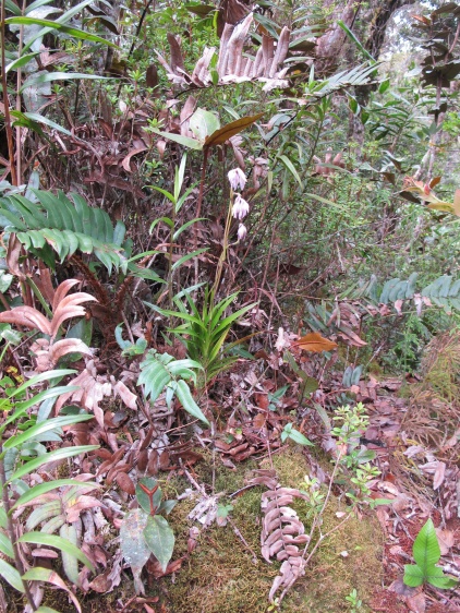Burmannia longifolia (Burmanniaceae) – Mount Kinabalu, Malaysia. Photo by Vincent Merckx