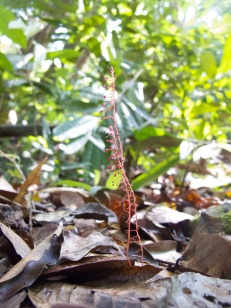 Sciaphila sp. (Triuridaceae) – Malaysia. Photo by Vincent Merckx