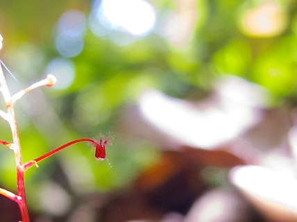 Sciaphila sp. (Triuridaceae) – Malaysia. Photo by Vincent Merckx