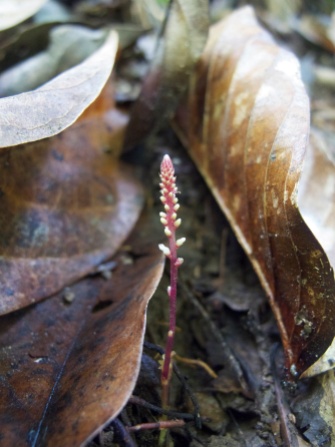 Epirixanthes elongata (Polygalaceae) – Mount Kinabalu, Malaysia. Photo by Vincent Merckx