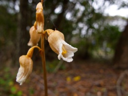 Gastrodia sesamoides (Orchidaceae) – Blue Mountains, Australia. Photo by Vincent Merckx