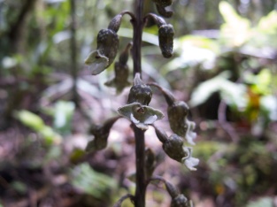 Gastrodia cunninghamii (Orchidaceae) – New Zealand. Photo by Vincent Merckx