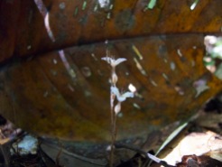 Hexapterella gentianoides (Burmanniaceae) – Montagne des Singes, French Guiana. Photo by Vincent Merckx