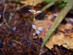 Hexapterella gentianoides (Burmanniaceae) – Montagne des Singes, French Guiana. Photo by Vincent Merckx