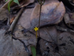 Voyria aphylla (Gentianaceae) – French Guiana. Photo by Vincent Merckx