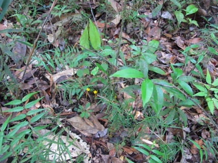 Voyria aphylla (Gentianaceae) – French Guiana. Photo by Vincent Merckx