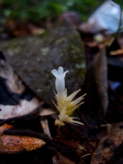Voyriella parviflora (Gentianaceae) – French Guiana. Photo by Vincent Merckx