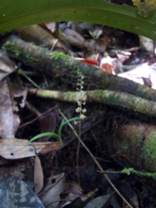 Soridium spruceanum (Triuridaceae) – French Guiana. Photo by Vincent Merckx