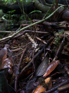 Sciaphila albescens (Triuridaceae) – Kaw Mountains, French Guiana. Photo by Vincent Merckx