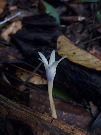 Voyria sp. (Gentianaceae) – French Guiana. Photo by Vincent Merckx