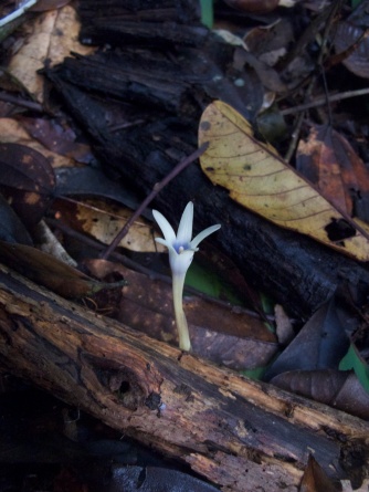 Voyria sp. (Gentianaceae) – French Guiana. Photo by Vincent Merckx
