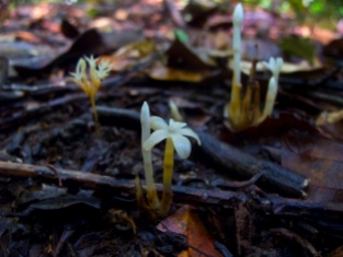 Voyria caerulea (front and right) and V. corymbosa (left) (Gentianaceae) – French Guiana. Photo by Vincent Merckx