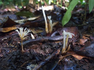 Voyria caerulea (right) and V. corymbosa (left) (Gentianaceae) – French Guiana. Photo by Vincent Merckx