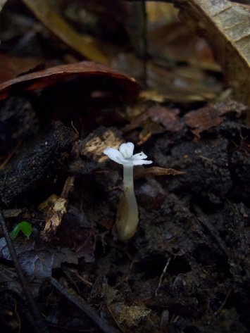 Voyria caerulea (Gentianaceae) – French Guiana. Photo by Vincent Merckx