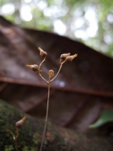 Gymnosiphon divaricatus (Burmanniaceae) – Fruiting specimens in Atlantic forest in Brazil. Photo by Vincent Merckx