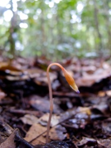 Voyria tenella (Gentianaceae) – Brazil. Photo by Vincent Merckx