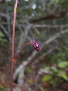 Sciaphila purpurea (Triuridaceae) – Atlantic rainforest Brazil. Photo by Vincent Merckx