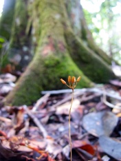 Miersiella umbellata (Burmanniaceae) – Atlantic forest in Brazil. Photo by Vincent Merckx