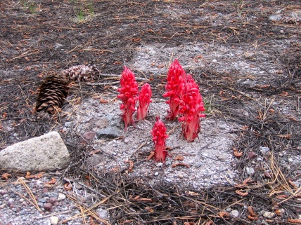 Sarcodes sanguinea (Ericaceae) – Lassen National Park, CA, USA. Photo by Vincent Merckx