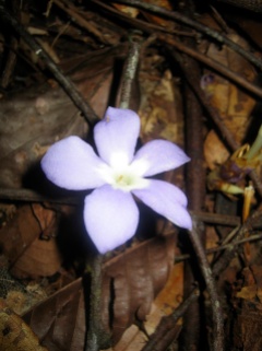 Voyria caerulea (Gentianaceae) – French Guiana. Photo by Vincent Merckx