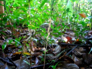 Wullschlaegelia calcarata (Orchidaceae) – Savane-Roche Virginie, French Guiana. Photo by Vincent Merckx