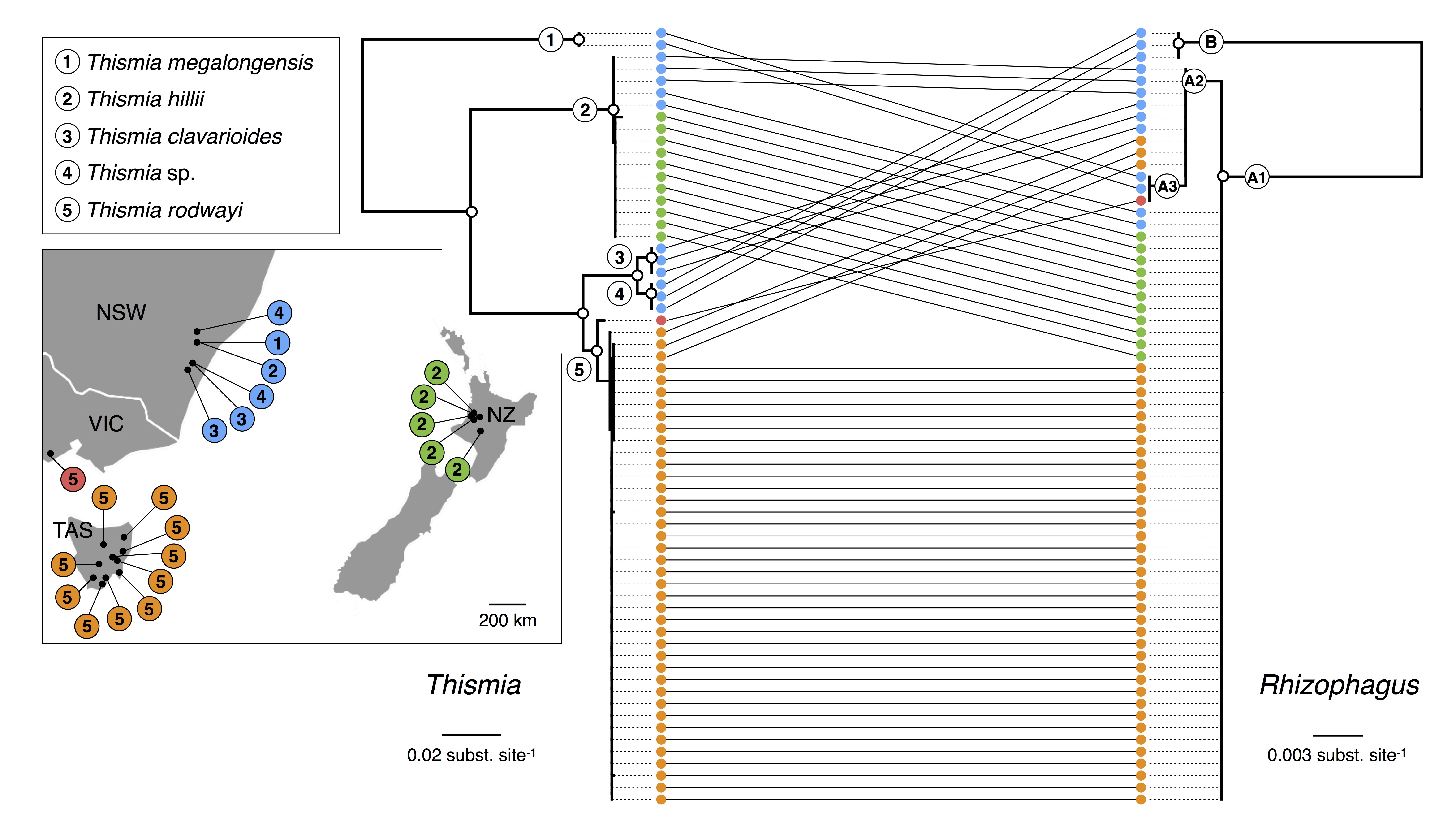 The biogeographic history of below-ground interactions: Thismia in